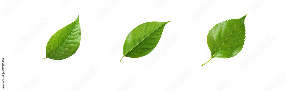 Three green leaves isolated against a white background. Three green leaves isolated against a white background.