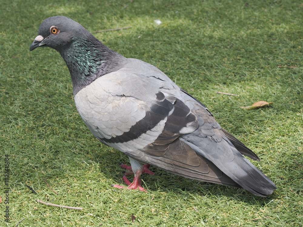 鳩の後ろ姿 ドバト domestic pigeon in Park, back 鳩の後ろ姿 ドバト domestic pigeon in Park, back