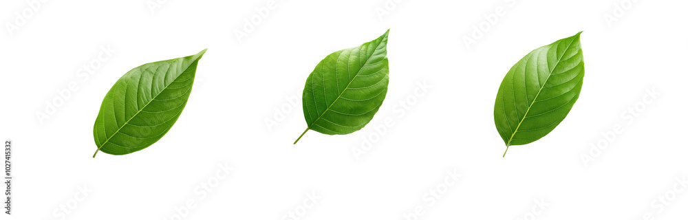 Obraz premium Three green leaves isolated on a white background.
