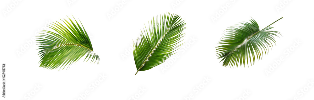 Obraz premium Three isolated palm leaves on a white background