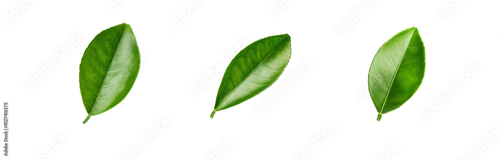 Obraz premium Three green leaves isolated on a white background.