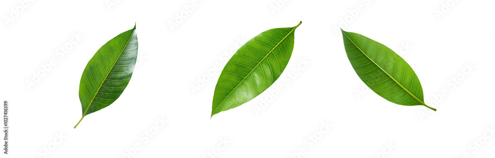 Obraz premium Three green leaves isolated on a white background.