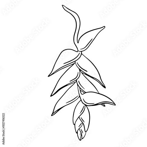 Tropical vector heliconia flower illustration on isolated background. Beautiful botanical hand painted linear exotic frangipani. For designers, spa decoration, postcards, wedding, greetings