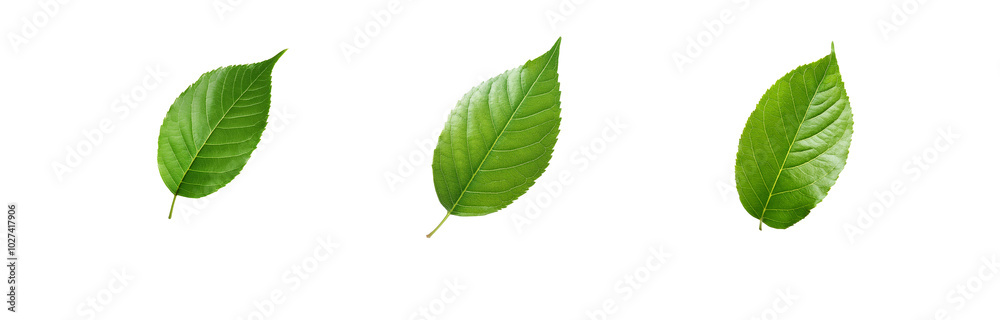 Three green leaves are isolated on a white background. Three green leaves are isolated on a white background.