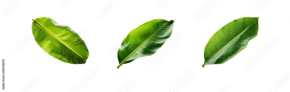 Obraz premium Three isolated green banana leaves with visible veins on a white background.
