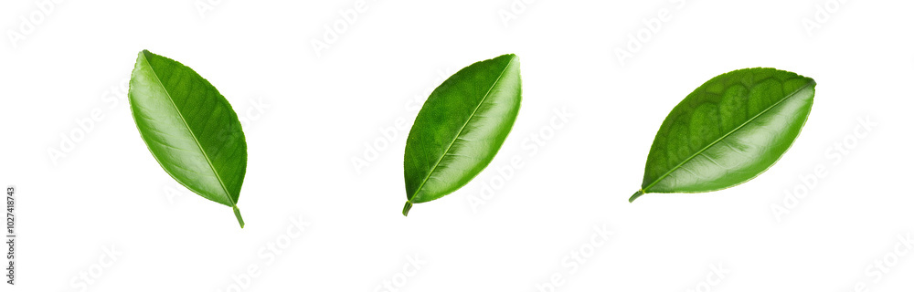 Three isolated green leaves on a white background. Three isolated green leaves on a white background.