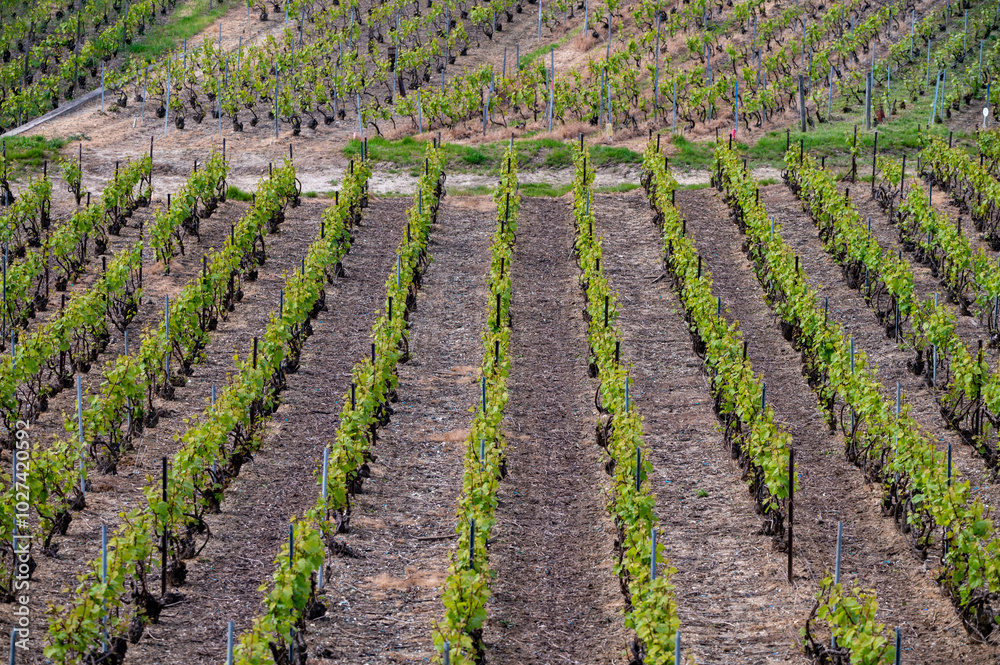 View on grand cru Champagne vineyards near Moulin de Verzenay, rows of pinot noir grape plants in Montagne de Reims near Verzy and Verzenay, Champagne, France View on grand cru Champagne vineyards near Moulin de Verzenay, rows of pinot noir grape plants in Montagne de Reims near Verzy and Verzenay, Champagne, France