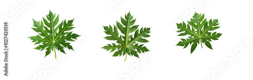 Three isolated papaya leaves on a white background.