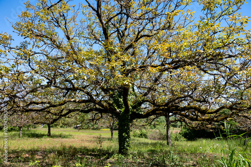 Plantation of high-quality PDO certified walnuts trees in Perigord Limousin Regional Natural Park, Dordogne, France in spring