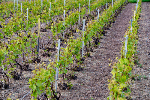 Rows of green grand cru grapes on vineyards near Cramant, region Champagne, France. Cultivation of white chardonnay wine grape on chalky soils of Cote des Blancs. photo