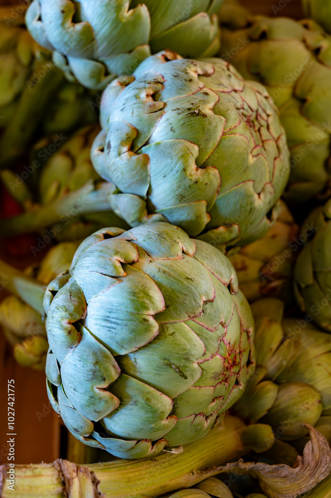 Fototapeta premium Fresh ripe green organic artichokes heads on local farmers market in Dordogne, France