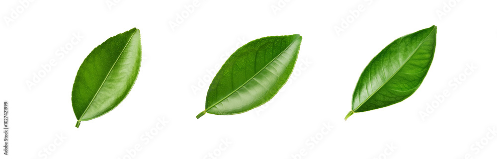 Obraz premium Three green leaves isolated on a white background.