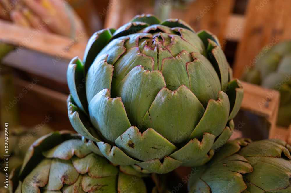 Fresh ripe green organic artichokes heads on local farmers market in Dordogne, France Fresh ripe green organic artichokes heads on local farmers market in Dordogne, France