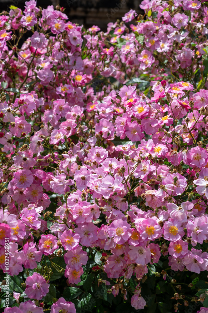 Blossom of pink rose rosehips flowers growing in public gardens in Bordeaux, France in sunny day. Blossom of pink rose rosehips flowers growing in public gardens in Bordeaux, France in sunny day.