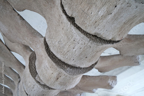 Big grey skeleton of big blue whale. Whale spine. Real whale bones. Balaenoptera photo