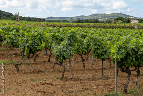 Rows of wine grapes plants on vineyards in south of France near Saint-Tropez and Gassin, rose wine making photo