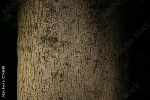 Schwach beleuchteter massiver Baumstamm in der Dunkelheit, Baumrinde Musterung photo