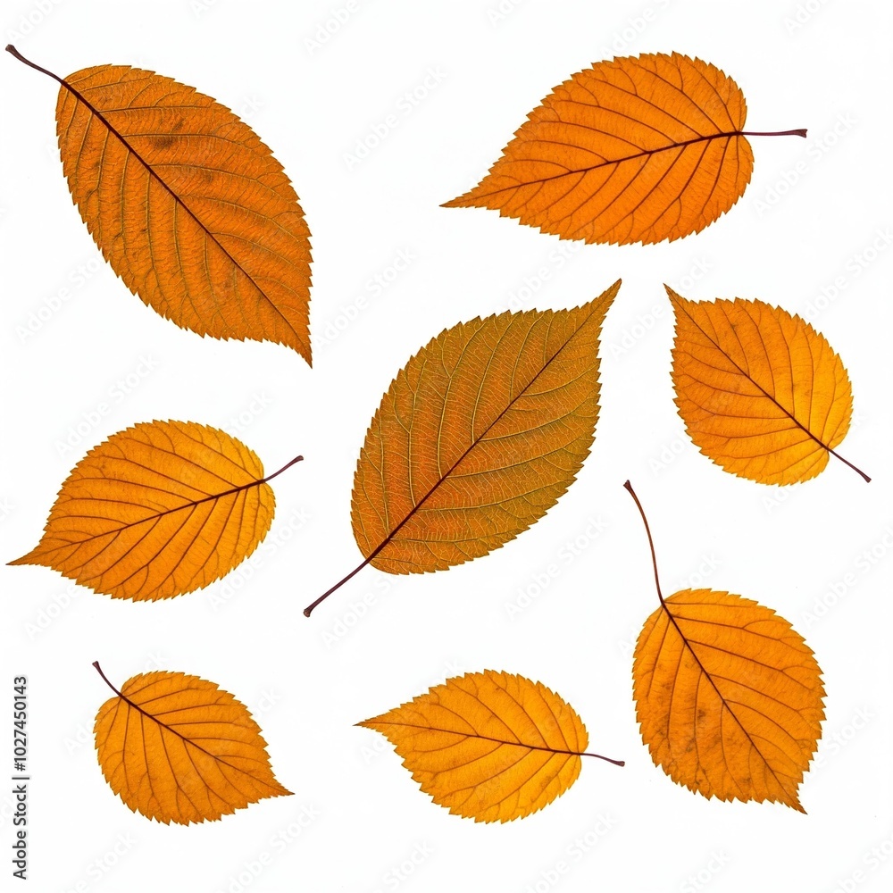 autumn leaves isolated on white autumn leaves isolated on white