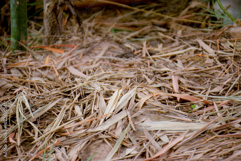Close-up of dried bamboo leaves on the forest floor , Dry bamboo leaves on ground. Close-up of dried bamboo leaves on the forest floor , Dry bamboo leaves on ground.