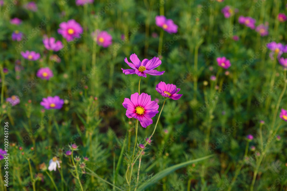 Beautiful cosmos flowers field at Singha Park Chiang Rai, Thailand Beautiful cosmos flowers field at Singha Park Chiang Rai, Thailand