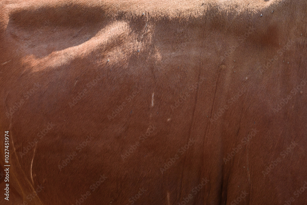 Fototapeta premium skin of brown cow