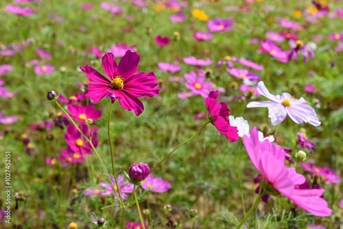 Beautiful cosmos flowers field at Singha Park Chiang Rai, Thailand