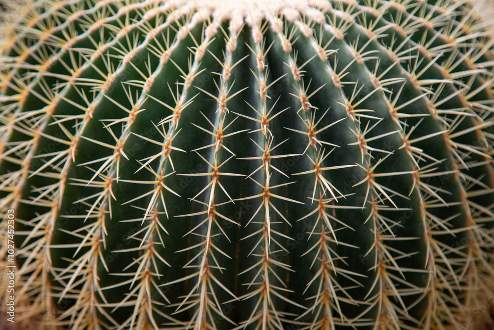 The spines of the large cactus Echinocactus (Latin Echinocactus), or Hedgehog cactus with beautiful spines. Flora plants flowers floristry. The spines of the large cactus Echinocactus (Latin Echinocactus), or Hedgehog cactus with beautiful spines. Flora plants flowers floristry.