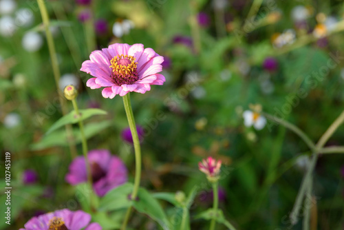 beautiful flowers