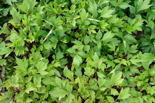 Leaf of white mugwort