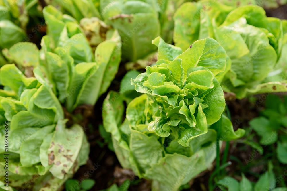 salad vegetables in organic farm salad vegetables in organic farm