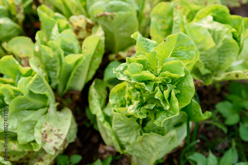 salad vegetables in organic farm