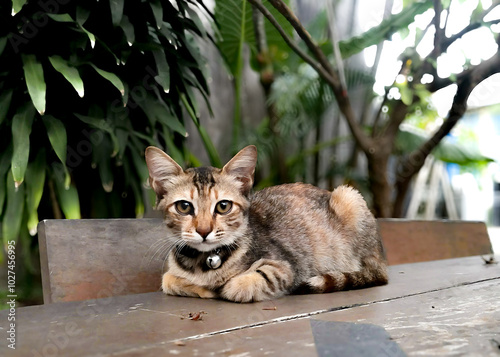 cat in the woods