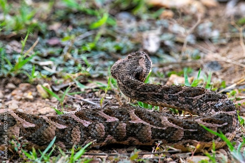 Puff adder snake in close up on garden ground