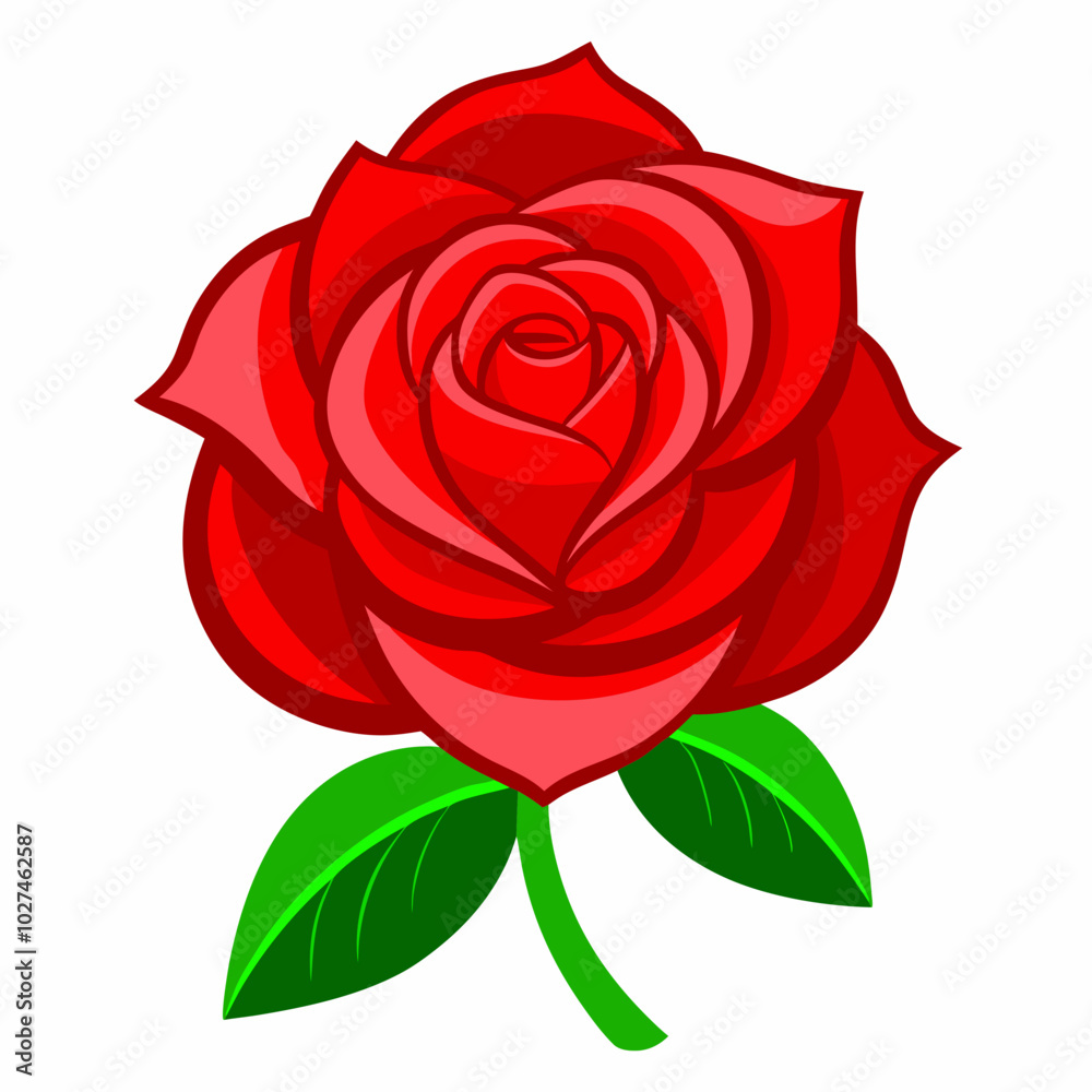 red rose isolated on white red rose isolated on white