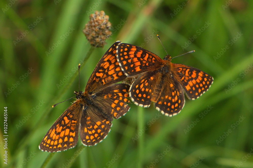 Butterfly Heath fritillary on the Rax,Austria,Europe
Butterfly Heath fritillary on the Rax,Austria,Europe