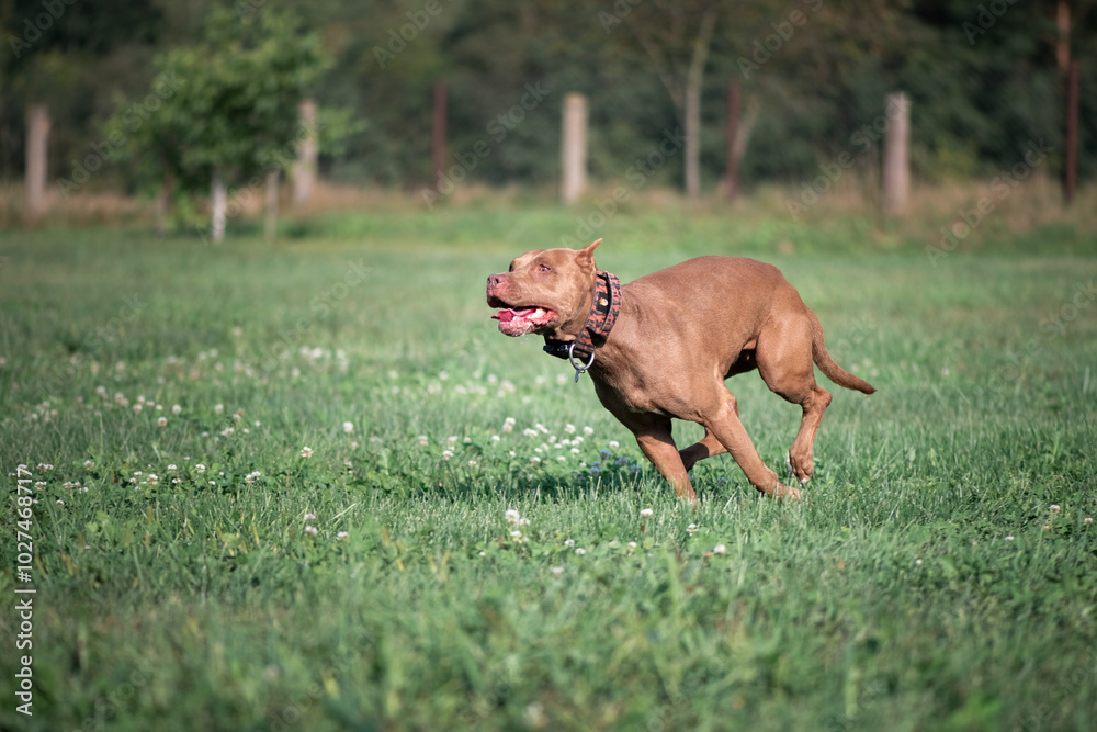 American Pit Bull Terrier runs across an autumn field. American Pit Bull Terrier runs across an autumn field.