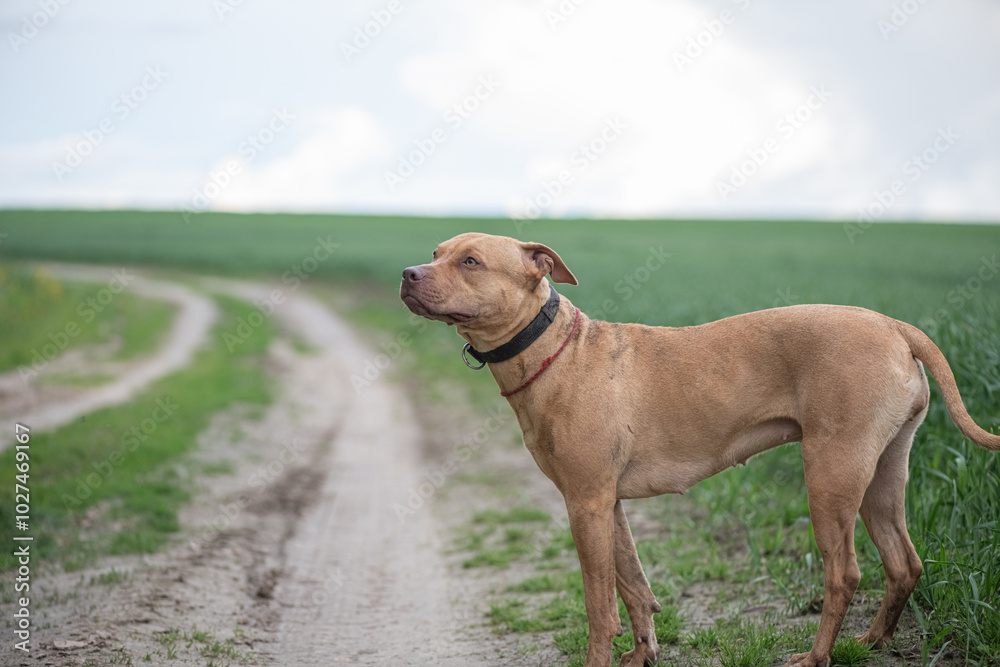 American Pit Bull Terrier runs across an autumn field.