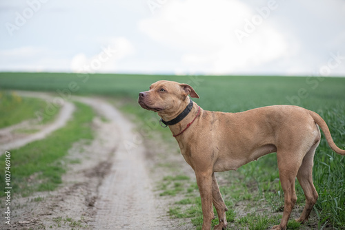 American Pit Bull Terrier runs across an autumn field.