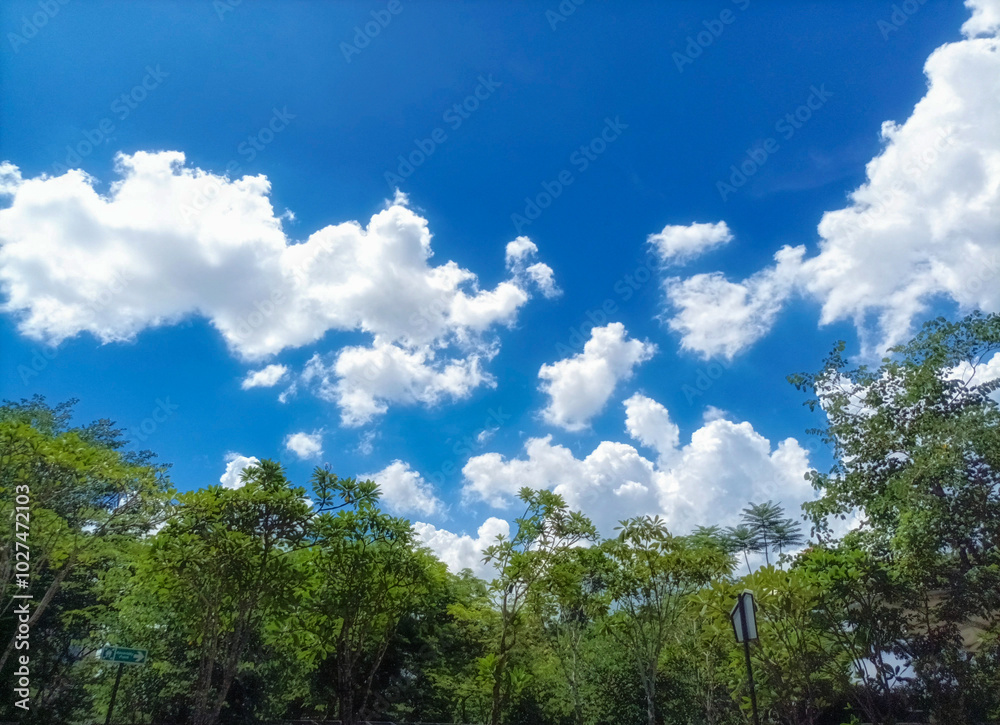 Trees with green foliage against a backdrop of blue sky and clouds. Green nature landscape with copy space. Trees with green foliage against a backdrop of blue sky and clouds. Green nature landscape with copy space.