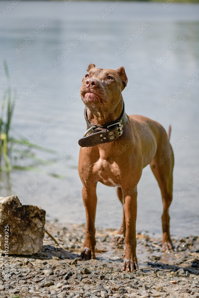 American Pit Bull Terrier runs across an autumn field. American Pit Bull Terrier runs across an autumn field.