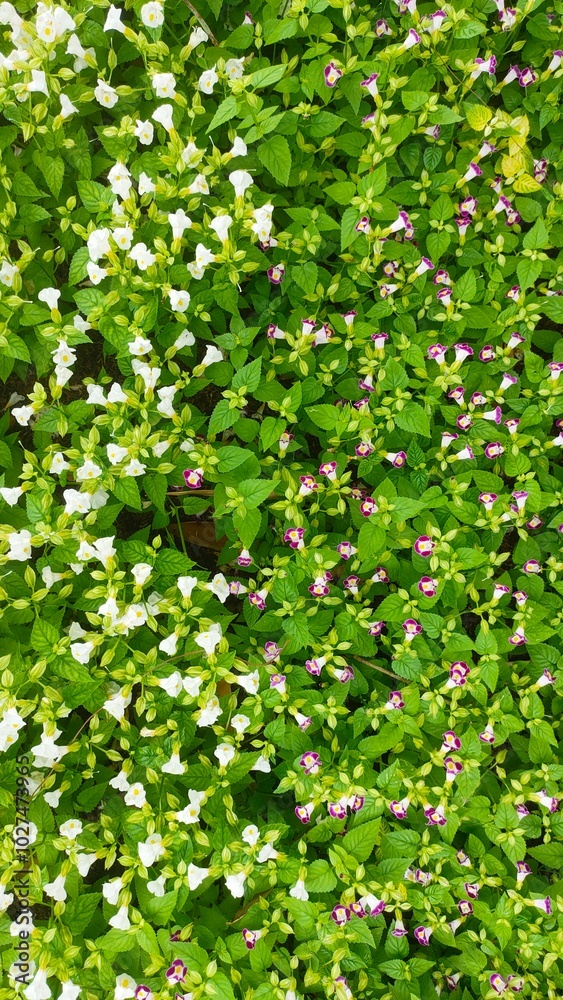 Lush Green Groundcover with Delicate Flowers 