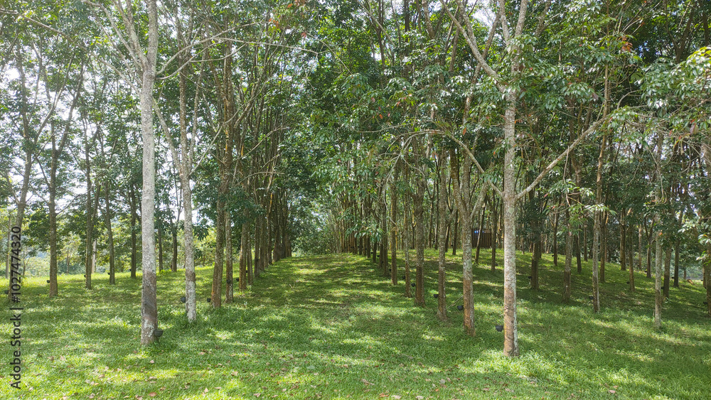 Obraz premium Serene Rubber Plantation: A path winds through a lush rubber plantation, sunlight filtering through the dense canopy of trees. The image evokes a sense of tranquility and the cyclical nature of life.