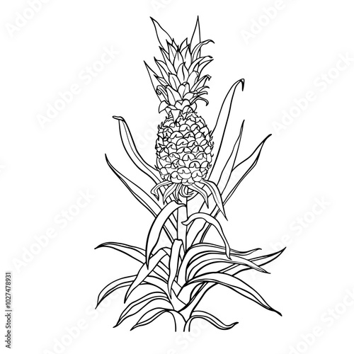 Image of pineapple fruit. Vector black and white illustration.Tropical vector pineapple drawing on isolated background. Beautiful botanical linear exotic. Wedding elegant pineapple for invitation card