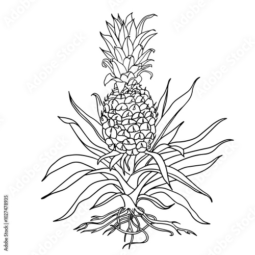 Image of pineapple fruit. Vector black and white illustration.Tropical vector pineapple drawing on isolated background. Beautiful botanical linear exotic. Wedding elegant pineapple for invitation card