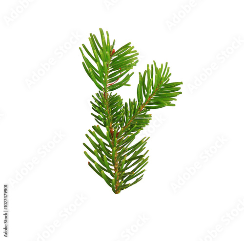 pine branch with cones isolated on clear background 