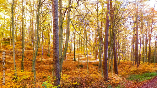 Autumnal forest landscape.