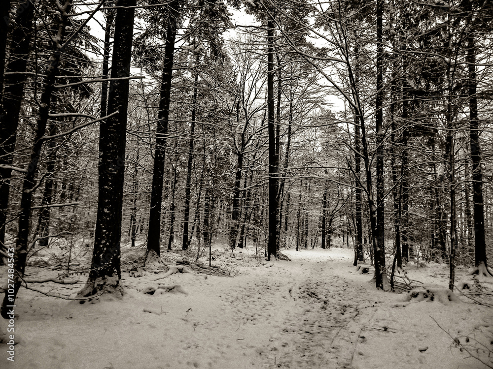 Winter forest landscape. Winter forest landscape.