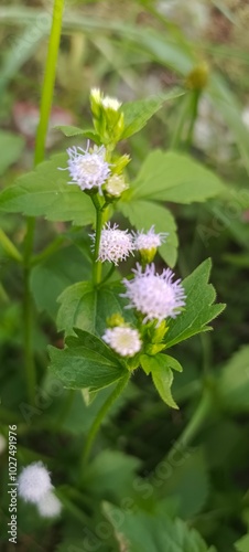 bee on a flower