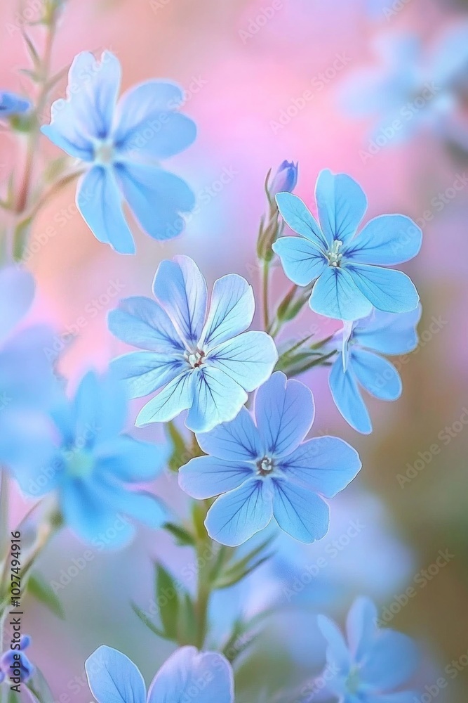 A close-up of delicate blue flowers, with a pastel-colored background. A close-up of delicate blue flowers, with a pastel-colored background.