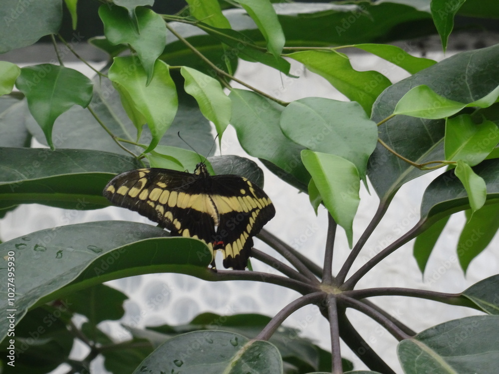 Fototapeta premium butterfly on leaf